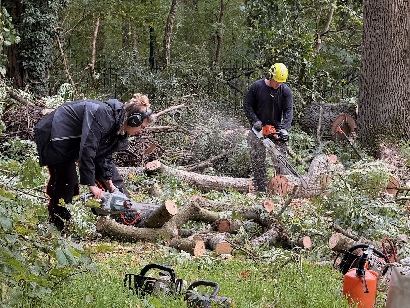 Baumpflege – Foto 1