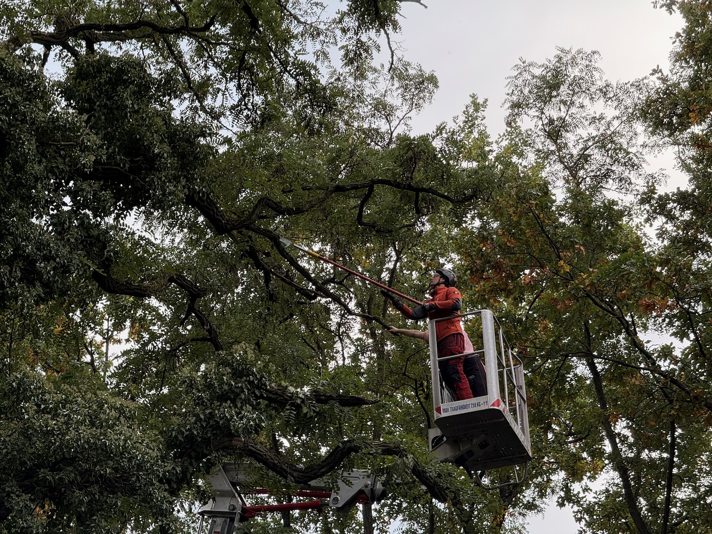 Baumpflege – Foto 3